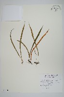 擬芨瓦葦藏品圖，第1張