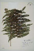 頂囊肋毛蕨藏品圖，第1張