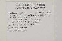 頂囊肋毛蕨藏品圖，第2張