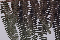 頂囊肋毛蕨藏品圖，第3張