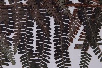 頂囊肋毛蕨藏品圖，第4張