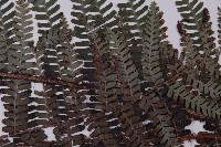 頂囊肋毛蕨藏品圖，第5張