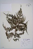 三回蹄蓋蕨藏品圖，第1張