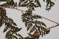 三回蹄蓋蕨藏品圖，第3張