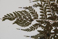 三回蹄蓋蕨藏品圖，第4張