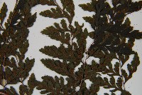 三回蹄蓋蕨藏品圖，第5張