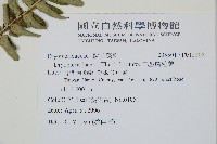 二型鱗毛蕨藏品圖，第2張