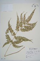 屋久複葉耳蕨藏品圖，第1張