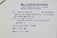 屋久複葉耳蕨藏品圖，第2張