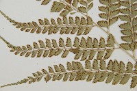 屋久複葉耳蕨藏品圖，第4張