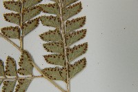 屋久複葉耳蕨藏品圖，第5張