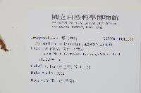 尖葉耳蕨藏品圖，第2張