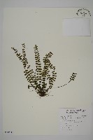 三翅鐵角蕨藏品圖，第1張