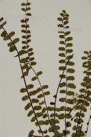 三翅鐵角蕨藏品圖，第3張