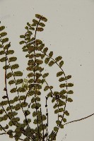 三翅鐵角蕨藏品圖，第4張