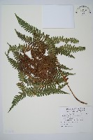 厚葉鱗毛蕨藏品圖，第1張