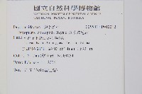 厚葉鱗毛蕨藏品圖，第2張