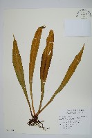 台灣劍蕨藏品圖，第1張