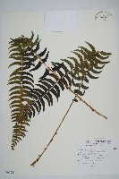 臺東耳蕨藏品圖，第1張