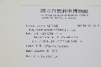 臺東耳蕨藏品圖，第2張