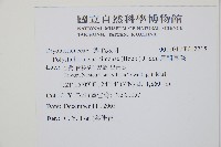 馬祖耳蕨藏品圖，第2張