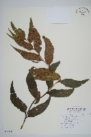 披針貫眾蕨藏品圖，第1張