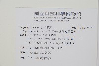 披針貫眾蕨藏品圖，第2張