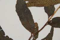 披針貫眾蕨藏品圖，第3張