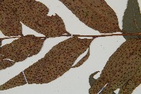 披針貫眾蕨藏品圖，第4張