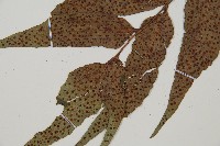 披針貫眾蕨藏品圖，第5張