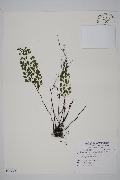 石長生、單蓋鐵線蕨藏品圖，第1張