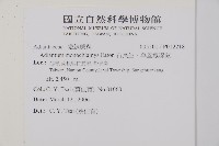 石長生、單蓋鐵線蕨藏品圖，第2張