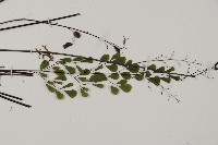 石長生、單蓋鐵線蕨藏品圖，第3張