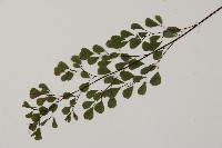 石長生、單蓋鐵線蕨藏品圖，第4張