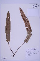 對開蕨藏品圖，第1張