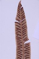 對開蕨藏品圖，第3張