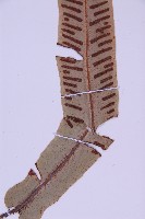 對開蕨藏品圖，第4張