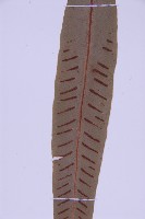 對開蕨藏品圖，第5張