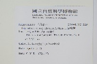 二條線蕨藏品圖，第2張