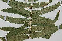 桫欏鱗毛蕨藏品圖，第3張