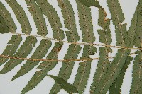 桫欏鱗毛蕨藏品圖，第4張