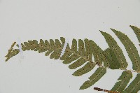 桫欏鱗毛蕨藏品圖，第5張