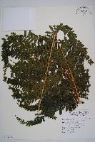 粗毛鱗蓋蕨藏品圖，第1張