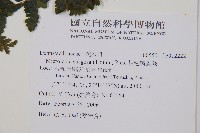 粗毛鱗蓋蕨藏品圖，第2張