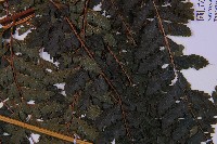 粗毛鱗蓋蕨藏品圖，第3張