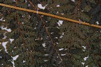 粗毛鱗蓋蕨藏品圖，第4張