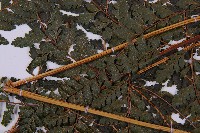 粗毛鱗蓋蕨藏品圖，第5張