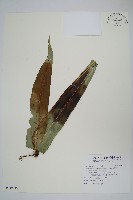 大星蕨藏品圖，第1張