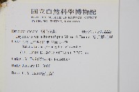 瓦氏鱗毛蕨藏品圖，第2張