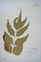 大葉貫眾蕨藏品圖，第1張